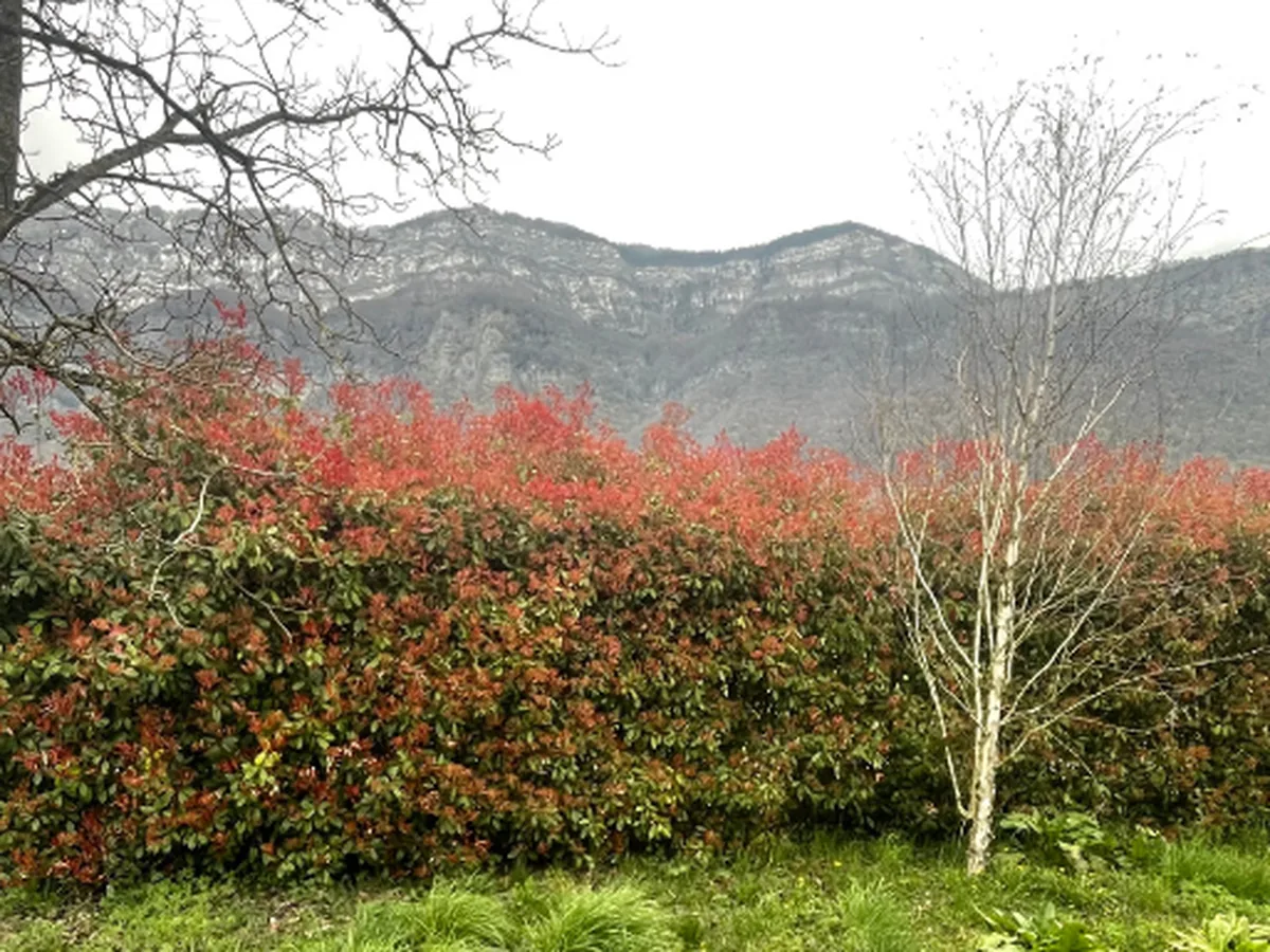 Haie de photinias aux pousses rouges irrégulières avant intervention, à Méry, vue dégagée sur le massif du Revard.