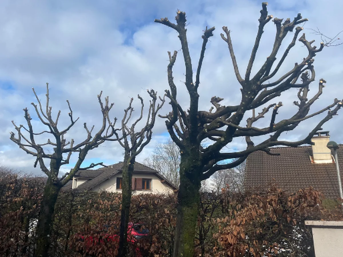 Arbre de grand développement après élagage de restructuration, à Aix-les-Bains.