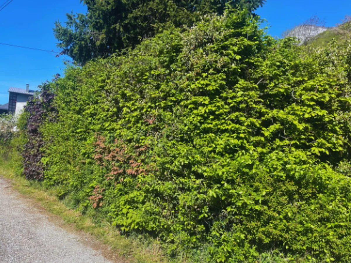Haie mixte dense avant taille, à Saint-Jean-d’Arvey.