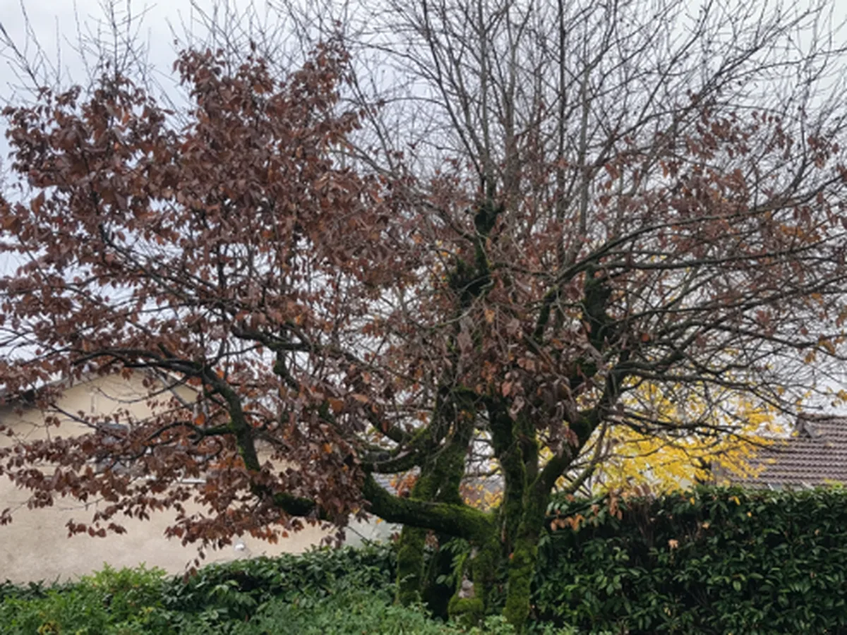 Arbre au houppier dense et déséquilibré avant élagage, à Aix-les-Bains.