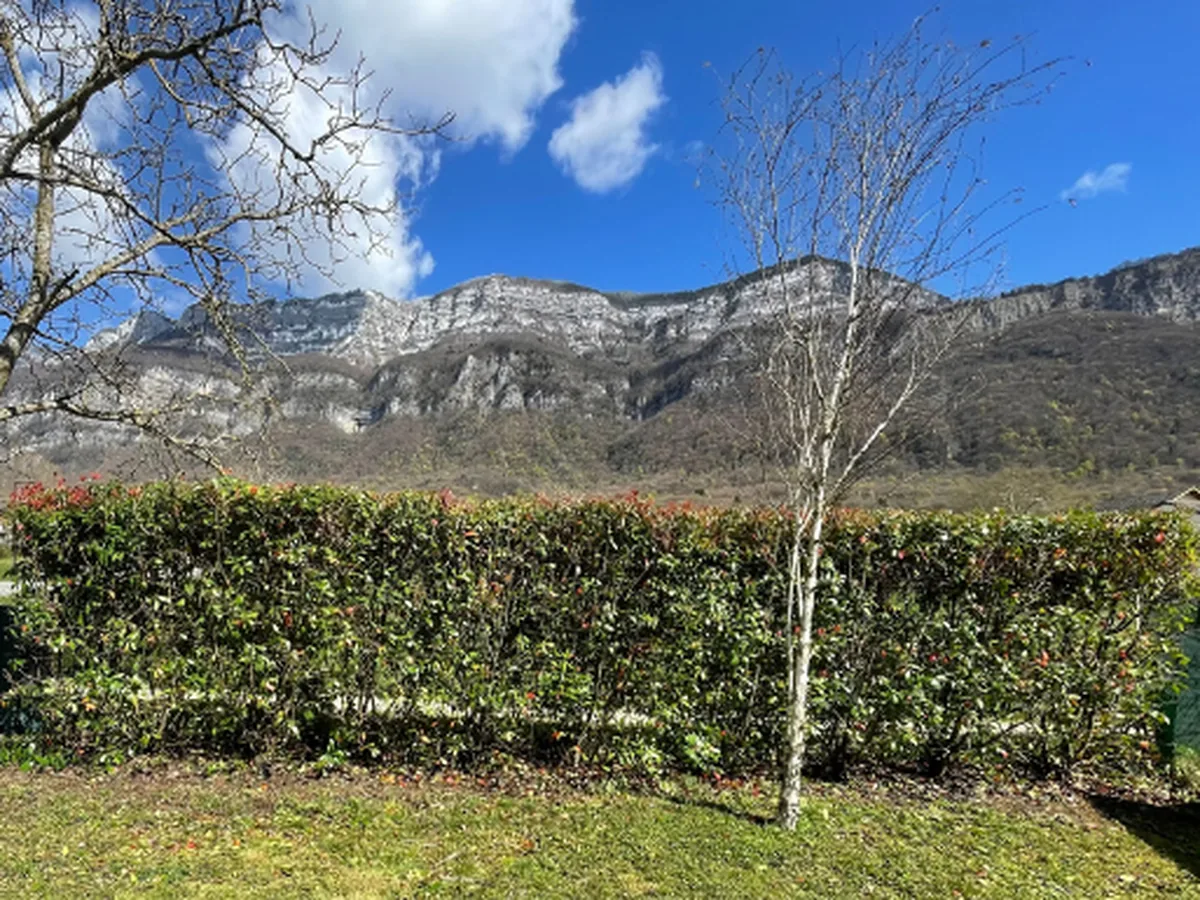 Haie de photinias taillée en ligne droite à Méry, vue dégagée sur le massif du Revard.